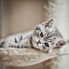 gambar lucu gambar lucu